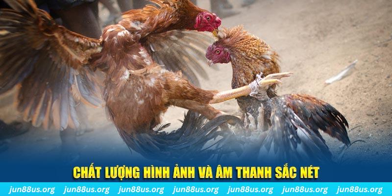 vn777 gà chọi tiêu phong