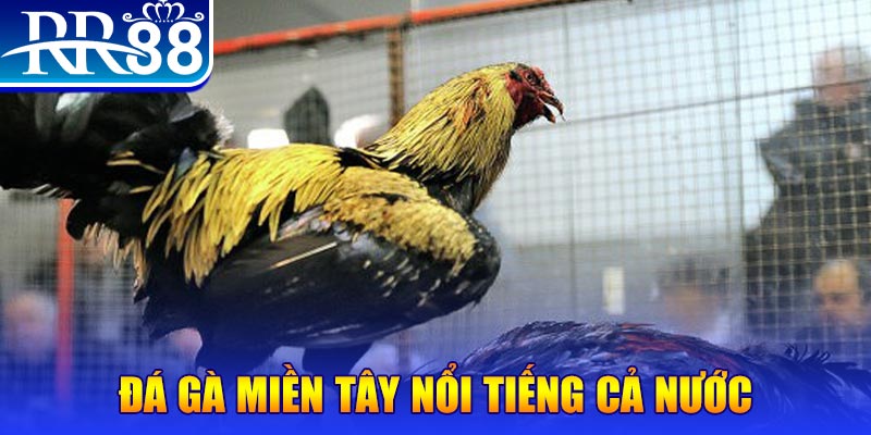 vn777 đá gà 88